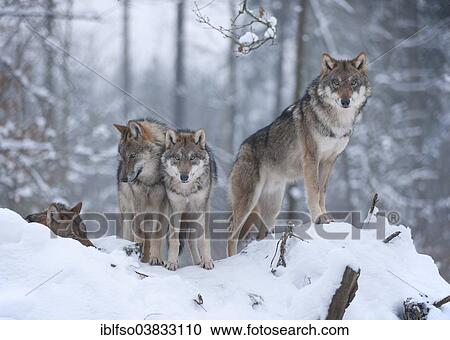"Grey Wolves (Canis lupus), two juveniles and one adult animal, standing in the snow, captive, Bavaria, Germany, Europe" View Large Photo Image Stock Image - "Grey Wolves (Canis lupus), two juveniles and one adult animal, standing in the snow, captive, Bavaria, Germany, Europe". Fotosearch