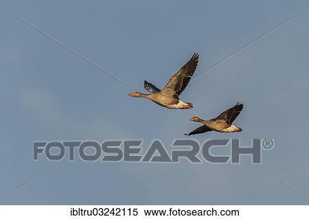 "Greylag Geese (Anser anser), Austria, Europe" View Large Photo Image Stock Photography - "Greylag Geese (Anser anser), Austria, Europe". Fotosearch