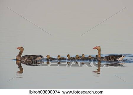 "Greylag Geese (Anser anser), family of Geese swimming in single file, Lake Neusiedl National Park, Burgenland, Austria, Europe" View Large Photo Image Picture - "Greylag Geese (Anser anser), family of Geese swimming in single file, Lake Neusiedl National Park, Burgenland, Austria, Europe". Fotosearch