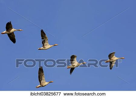 "Greylag Geese (Anser anser) in flight, North Rhine-Westphalia, Germany, Europe" View Large Photo Image Stock Photo - "Greylag Geese (Anser anser) in flight, North Rhine-Westphalia, Germany, Europe". Fotosearch