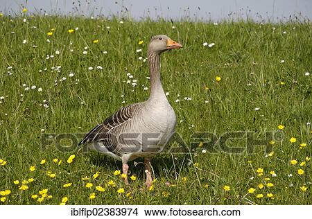 "Greylag Goose (Anser anser), adult, standing on grass amongst flowering buttercups, Warwickshire, England, United Kingdom, Europe" View Large Photo Image Picture - "Greylag Goose (Anser anser), adult, standing on grass amongst flowering buttercups, Warwickshire, England, United Kingdom, Europe". Fotosearch