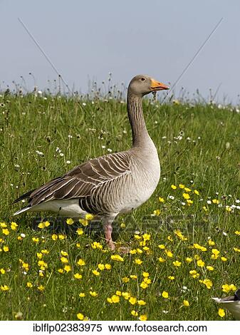 "Greylag Goose (Anser anser), adult, standing on grass amongst flowering buttercups, Warwickshire, England, United Kingdom, Europe" View Large Photo Image Stock Photography - "Greylag Goose (Anser anser), adult, standing on grass amongst flowering buttercups, Warwickshire, England, United Kingdom, Europe". Fotosearch