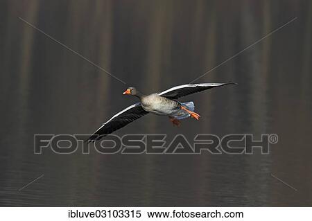 "Greylag Goose (Anser anser), in flight, Schleswig-Holstein, Germany, Europe" View Large Photo Image Stock Photography - "Greylag Goose (Anser anser), in flight, Schleswig-Holstein, Germany, Europe". Fotosearch