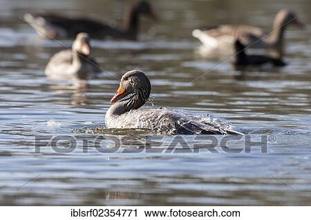 "Greylag Goose (Anser anser), Kassel, Hesse, Germany, Europe" View Large Photo Image Stock Image - "Greylag Goose (Anser anser), Kassel, Hesse, Germany, Europe". Fotosearch