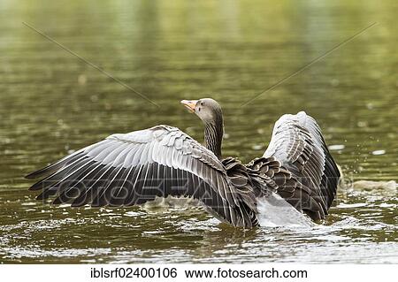 "Greylag Goose (Anser anser), Kassel, Hesse, Germany, Europe" View Large Photo Image Stock Photograph - "Greylag Goose (Anser anser), Kassel, Hesse, Germany, Europe". Fotosearch