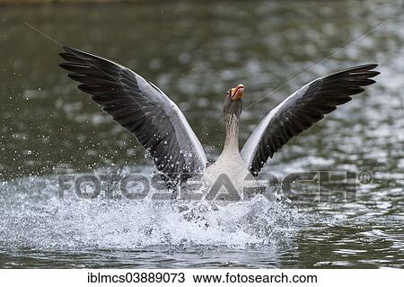 "Greylag Goose (Anser anser), North Hesse, Hesse, Germany, Europe" View Large Photo Image Stock Image - "Greylag Goose (Anser anser), North Hesse, Hesse, Germany, Europe". Fotosearch