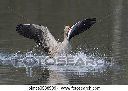 "Greylag Goose (Anser anser), North Hesse, Hesse, Germany, Europe" View Large Photo Image Stock Photo - "Greylag Goose (Anser anser), North Hesse, Hesse, Germany, Europe". Fotosearch