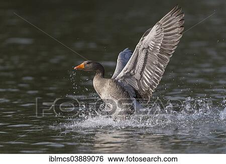 "Greylag Goose (Anser anser), North Hesse, Hesse, Germany, Europe" View Large Photo Image Stock Photograph - "Greylag Goose (Anser anser), North Hesse, Hesse, Germany, Europe". Fotosearch