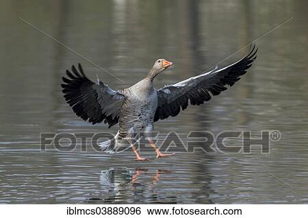 "Greylag Goose (Anser anser), North Hesse, Hesse, Germany, Europe" View Large Photo Image Stock Photograph - "Greylag Goose (Anser anser), North Hesse, Hesse, Germany, Europe". Fotosearch