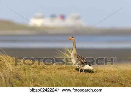 Greylag Goose (Anser anser) on a beach, Wadden Islands, Netherlands, Holland, Europe View Large Photo Image Stock Photo - Greylag Goose (Anser anser) on a beach, Wadden Islands, Netherlands, Holland, Europe. Fotosearch