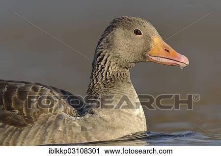 "Greylag Goose (Anser anser), portrait, Leipzig, Saxony, Germany, Europe" View Large Photo Image Stock Image - "Greylag Goose (Anser anser), portrait, Leipzig, Saxony, Germany, Europe". Fotosearch