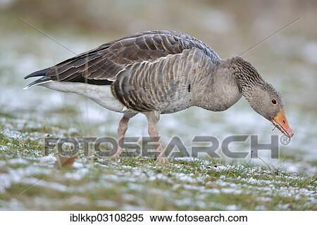 "Greylag Goose (Anser anser) searching for food in winter, Leipzig, Saxony, Germany, Europe" View Large Photo Image Stock Photography - "Greylag Goose (Anser anser) searching for food in winter, Leipzig, Saxony, Germany, Europe". Fotosearch
