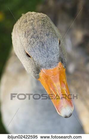 Greylag Goose (Anser anser), Siegerland region, North Rhine-Westphalia, Germany, Europe View Large Photo Image Stock Photography - Greylag Goose (Anser anser), Siegerland region, North Rhine-Westphalia, Germany, Europe. Fotosearch