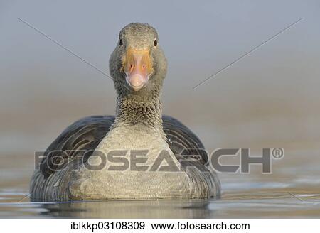 "Greylag Goose (Anser anser), swimming, Leipzig, Saxony, Germany, Europe" View Large Photo Image Stock Photo - "Greylag Goose (Anser anser), swimming, Leipzig, Saxony, Germany, Europe". Fotosearch
