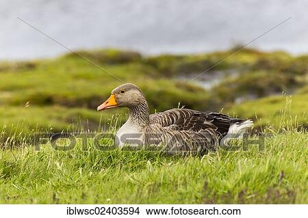 "Greylag Goose (Anser anser), Texel Island, Holland, The Netherlands, Europe" View Large Photo Image Picture - "Greylag Goose (Anser anser), Texel Island, Holland, The Netherlands, Europe". Fotosearch