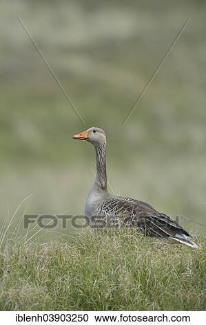 "Greylag Goose (Anser anser), Texel, province of North Holland, The Netherlands, Europe" View Large Photo Image Stock Image - "Greylag Goose (Anser anser), Texel, province of North Holland, The Netherlands, Europe". Fotosearch