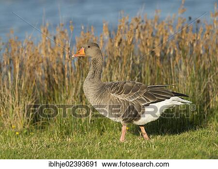 "Greylag Goose (Anser anser), Texel, The Netherlands, Europe" View Large Photo Image Stock Image - "Greylag Goose (Anser anser), Texel, The Netherlands, Europe". Fotosearch