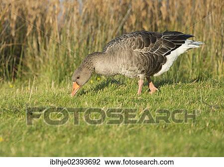 "Greylag Goose (Anser anser), Texel, The Netherlands, Europe" View Large Photo Image Stock Image - "Greylag Goose (Anser anser), Texel, The Netherlands, Europe". Fotosearch