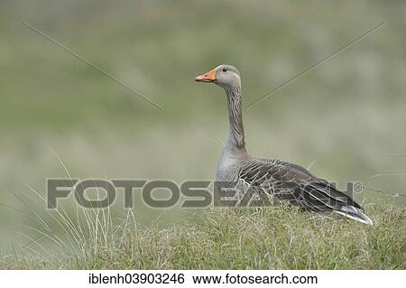 "Greylag Goose (Anser anser), Texel, province of North Holland, The Netherlands, Europe" View Large Photo Image Stock Photograph - "Greylag Goose (Anser anser), Texel, province of North Holland, The Netherlands, Europe". Fotosearch