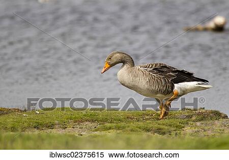 Stock Photography - "Greylag Goose (Anser anser), Texel, Holland, Netherlands, Europe". Fotosearch