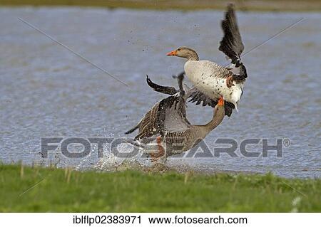 "Greylag Goose (Anser anser), two adults, fighting in water, Cley Marshes Reserve, Cley-next-the-Sea, Norfolk, England, United Kingdom, Europe" View Large Photo Image Stock Image - "Greylag Goose (Anser anser), two adults, fighting in water, Cley Marshes Reserve, Cley-next-the-Sea, Norfolk, England, United Kingdom, Europe". Fotosearch