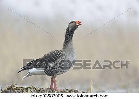 "Greylag Goose or Graylag Goose (Anser anser), Saxony, Germany, Europe" View Large Photo Image Stock Photography - "Greylag Goose or Graylag Goose (Anser anser), Saxony, Germany, Europe". Fotosearch