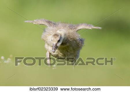 "Greylag or Graylag Goose (Anser anser), chick on a meadow, Kassel, Hesse, Germany, Europe" View Large Photo Image Stock Photo - "Greylag or Graylag Goose (Anser anser), chick on a meadow, Kassel, Hesse, Germany, Europe". Fotosearch