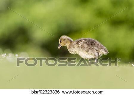 Stock Photograph - "Greylag or Graylag Goose (Anser anser), chick on a meadow, Kassel, Hesse, Germany, Europe". Fotosearch