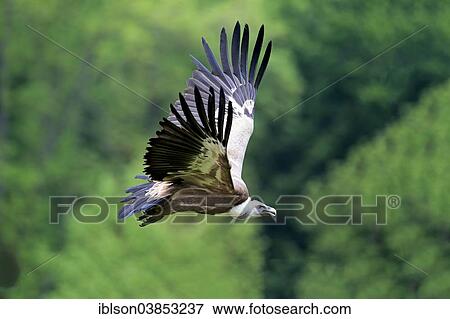 "Griffon Vulture (Gyps fulvus), adult, in flight, Rhineland-Palatinate, Germany, Europe" View Large Photo Image Stock Photo - "Griffon Vulture (Gyps fulvus), adult, in flight, Rhineland-Palatinate, Germany, Europe". Fotosearch