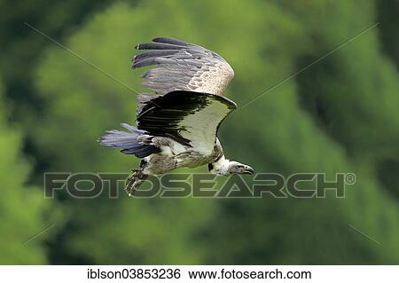 "Griffon Vulture (Gyps fulvus), adult, in flight, Rhineland-Palatinate, Germany, Europe" View Large Photo Image Stock Photograph - "Griffon Vulture (Gyps fulvus), adult, in flight, Rhineland-Palatinate, Germany, Europe". Fotosearch