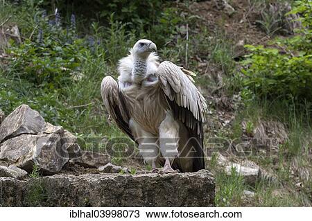 Stock Image - "Griffon Vulture (Gyps fulvus), Bad Mergentheim Nature Park, Baden-Wurttemberg, Germany, Europe". Fotosearch