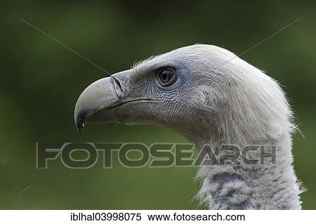 "Griffon Vulture (Gyps fulvus), Bad Mergentheim Nature Park, Baden-Wurttemberg, Germany, Europe" View Large Photo Image Stock Photography - "Griffon Vulture (Gyps fulvus), Bad Mergentheim Nature Park, Baden-Wurttemberg, Germany, Europe". Fotosearch