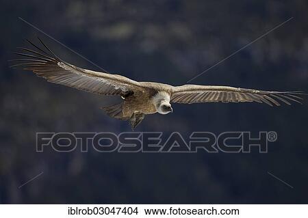Picture - "Griffon Vulture (Gyps fulvus), in flight, Pyrenees, Torla, Aragon, Spain, Europe". Fotosearch