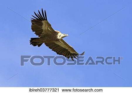 Stock Image - "Griffon Vulture (Gyps fulvus) in flight, Province of Udine, Italy, Europe". Fotosearch