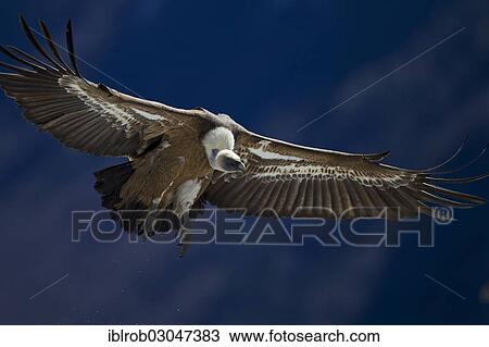 "Griffon Vulture (Gyps fulvus), in flight, Pyrenees, Torla, Aragon, Spain, Europe" View Large Photo Image Stock Image - "Griffon Vulture (Gyps fulvus), in flight, Pyrenees, Torla, Aragon, Spain, Europe". Fotosearch