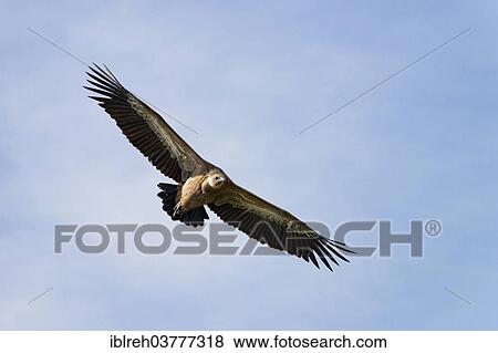 "Griffon Vulture (Gyps fulvus) in flight, Province of Udine, Italy, Europe" View Large Photo Image Stock Photo - "Griffon Vulture (Gyps fulvus) in flight, Province of Udine, Italy, Europe". Fotosearch
