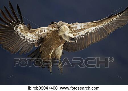 "Griffon Vulture (Gyps fulvus), in flight, on landing approach, Pyrenees, Torla, Aragon, Spain, Europe" View Large Photo Image Stock Photo - "Griffon Vulture (Gyps fulvus), in flight, on landing approach, Pyrenees, Torla, Aragon, Spain, Europe". Fotosearch