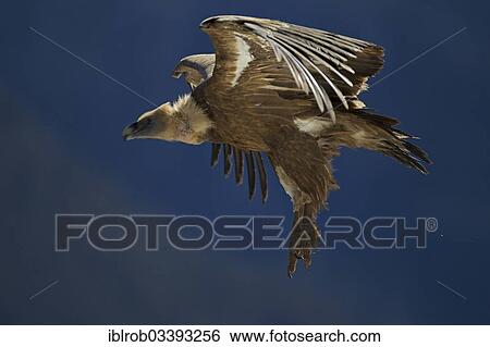 Stock Photograph - "Griffon Vulture (Gyps fulvus), in flight, Pyrenees, Aragon, Spain, Europe". Fotosearch