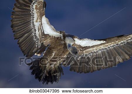 "Griffon Vulture (Gyps fulvus), in flight, Pyrenees, Torla, Aragon, Spain, Europe" View Large Photo Image Stock Photography - "Griffon Vulture (Gyps fulvus), in flight, Pyrenees, Torla, Aragon, Spain, Europe". Fotosearch