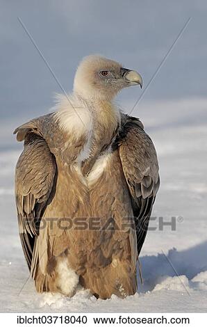 "Griffon Vulture (Gyps fulvus) in the snow, captive, The Netherlands, Europe" View Large Photo Image Stock Image - "Griffon Vulture (Gyps fulvus) in the snow, captive, The Netherlands, Europe". Fotosearch