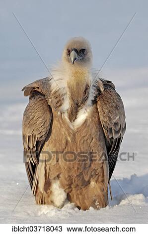 "Griffon Vulture (Gyps fulvus) in the snow, captive, The Netherlands, Europe" View Large Photo Image Stock Image - "Griffon Vulture (Gyps fulvus) in the snow, captive, The Netherlands, Europe". Fotosearch