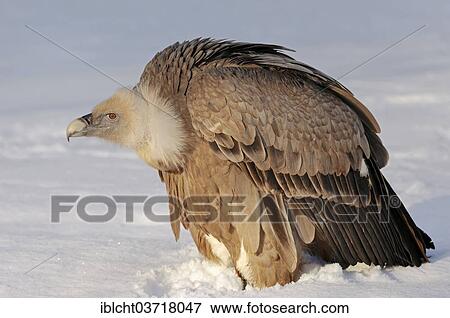 "Griffon Vulture (Gyps fulvus) in the snow, captive, The Netherlands, Europe" View Large Photo Image Stock Photo - "Griffon Vulture (Gyps fulvus) in the snow, captive, The Netherlands, Europe". Fotosearch