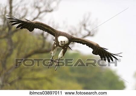 "Griffon Vulture (Gyps fulvus) landing approach, Edersee Zoo, Edertal Valley, North Hesse, Hesse, Germany, Europe" View Large Photo Image Stock Image - "Griffon Vulture (Gyps fulvus) landing approach, Edersee Zoo, Edertal Valley, North Hesse, Hesse, Germany, Europe". Fotosearch