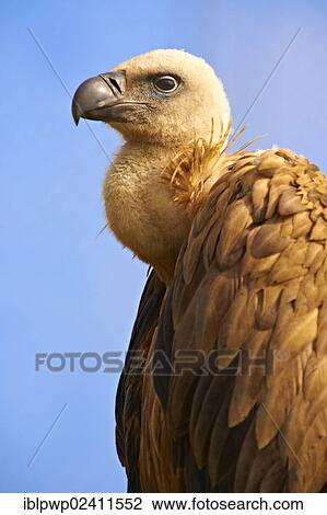 Griffon Vulture (Gyps fulvus), native bird of Cres Island, Beli, Croatia, Europe View Large Photo Image Stock Image - Griffon Vulture (Gyps fulvus), native bird of Cres Island, Beli, Croatia, Europe. Fotosearch