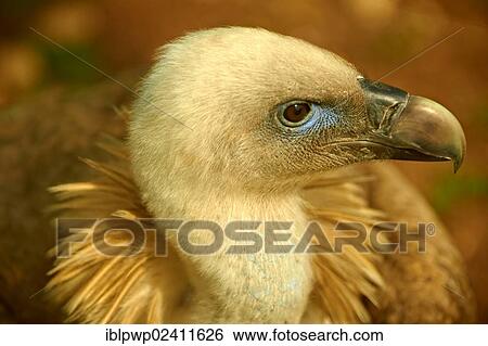 Griffon Vulture (Gyps fulvus), native bird of Cres Island, Beli, Croatia, Europe View Large Photo Image Stock Photograph - Griffon Vulture (Gyps fulvus), native bird of Cres Island, Beli, Croatia, Europe. Fotosearch