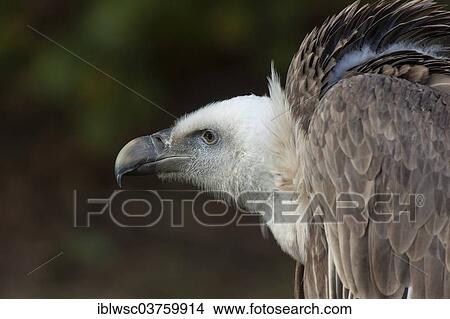 Picture - "Griffon Vulture (Gyps fulvus), captive, Saarland, Germany, Europe". Fotosearch