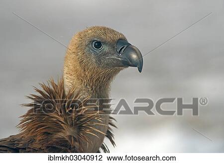 "Griffon Vulture (Gyps fulvus), Naturpark Sinite Kamani, Bulgaria, Europe" View Large Photo Image Stock Image - "Griffon Vulture (Gyps fulvus), Naturpark Sinite Kamani, Bulgaria, Europe". Fotosearch