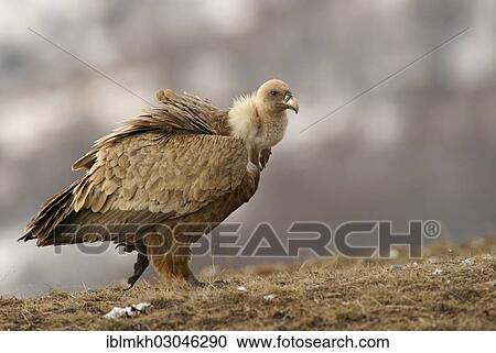 "Griffon Vulture (Gyps fulvus), Naturpark Sinite Kamani, Bulgaria, Europe" View Large Photo Image Stock Image - "Griffon Vulture (Gyps fulvus), Naturpark Sinite Kamani, Bulgaria, Europe". Fotosearch