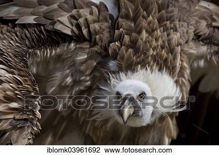 "Griffon Vulture (Gyps fulvus), captive, Schloss Rosenburg falconry, Altmuhltal, Bavaria, Germany, Europe" View Large Photo Image Stock Image - "Griffon Vulture (Gyps fulvus), captive, Schloss Rosenburg falconry, Altmuhltal, Bavaria, Germany, Europe". Fotosearch