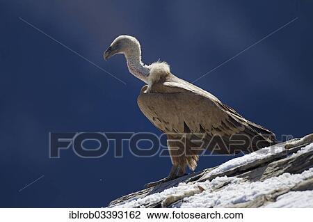"Griffon Vulture (Gyps fulvus), Pyrenees, Aragon, Spain, Europe" View Large Photo Image Stock Image - "Griffon Vulture (Gyps fulvus), Pyrenees, Aragon, Spain, Europe". Fotosearch